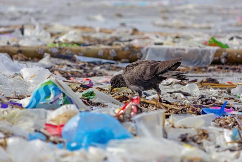 Plastic Waste: Burden or Opportunity?