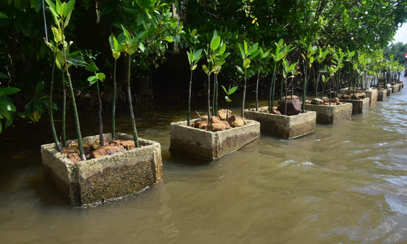 INSEE Cement’s mangrove restoration programme contributes to Sri Lanka’s coastal and biodiversity protection. 
